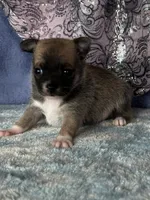 CKC Carmen, a female Chihuahua for sale in Mayslick, KY – 3 of 10