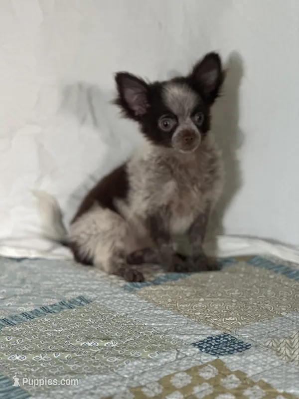 Chuck – Chihuahua puppy for sale in Mayslick, KY