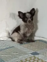 Chuck, a male Chihuahua for sale in Mayslick, KY – 3 of 9