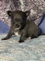 Calypso, a female Chihuahua for sale in Mayslick, KY – 5 of 5