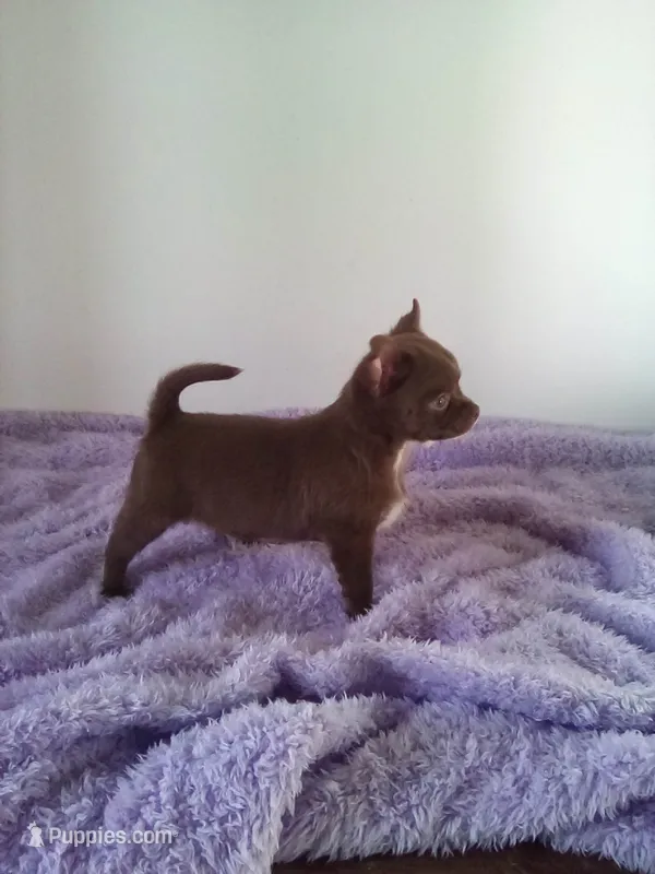 AKC Corbin – Chihuahua puppy for sale in Mayslick, KY