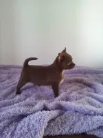AKC Corbin, a male Chihuahua for sale in Mayslick, KY – 3 of 10