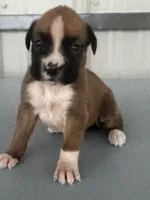 Becca, a female Boxer for sale in Mayslick, KY – 2 of 6