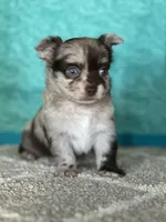 Cassanova, a male Chihuahua for sale in Mayslick, KY – Photo 5 of 10