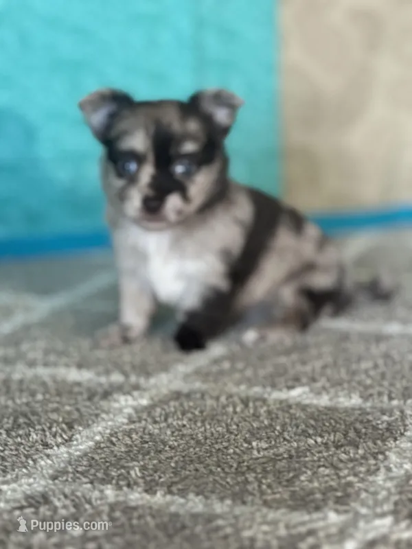 Cassanova – Chihuahua puppy for sale in Mayslick, KY