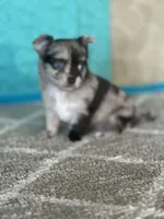 Cassanova, a male Chihuahua for sale in Mayslick, KY – Photo 4 of 10