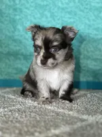 Cassanova, a male Chihuahua for sale in Mayslick, KY – Photo 2 of 10