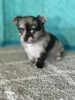 Cassanova, a male Chihuahua for sale in Mayslick, KY – Photo 6 of 10