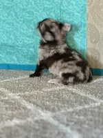 Cassanova, a male Chihuahua for sale in Mayslick, KY – Photo 7 of 10