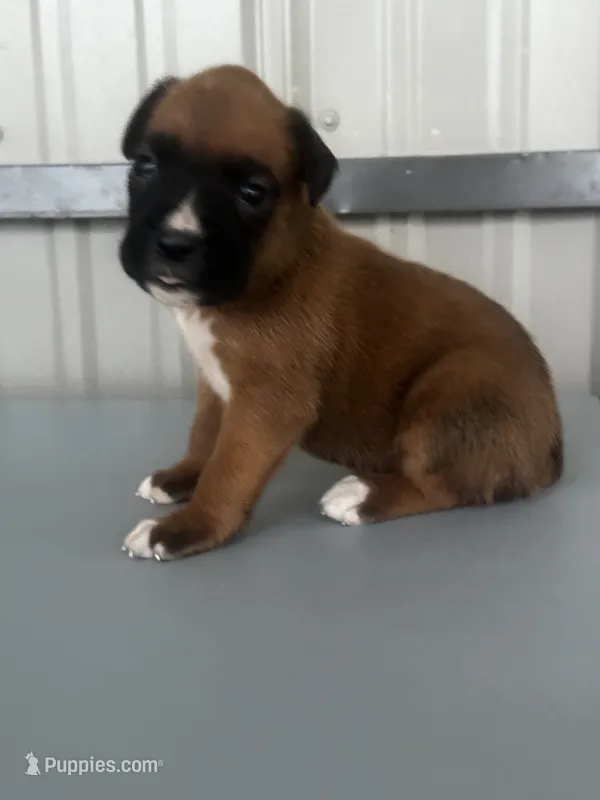 Brenda – Boxer puppy for sale in Mayslick, KY