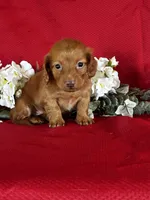 Dana, a female Miniature Dachshund for sale in Mayslick, KY – 4 of 10