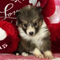 AKC Sheri, a female Shetland Sheepdog for sale in Mayslick, KY – Photo 7 of 8