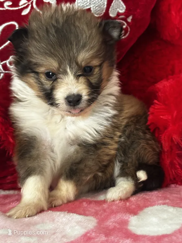 AKC Sheri – Shetland Sheepdog puppy for sale in Mayslick, KY