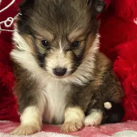 AKC Sheri, a female Shetland Sheepdog for sale in Mayslick, KY – Photo 8 of 8