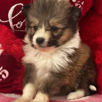 AKC Sheri, a female Shetland Sheepdog for sale in Mayslick, KY – Photo 3 of 8