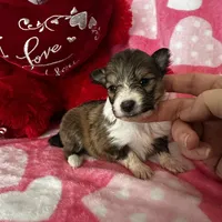 AKC Sheri, a female Shetland Sheepdog for sale in Mayslick, KY – Photo 6 of 8