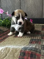 Precious, a female Pembroke Welsh Corgi for sale in Mayslick, KY – 4 of 7