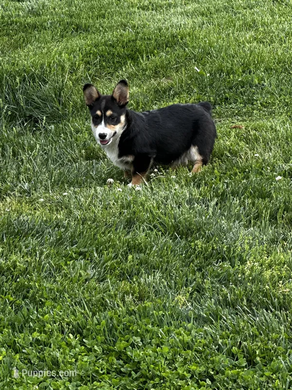 AKC Presley – Pembroke Welsh Corgi puppy for sale in Mayslick, KY