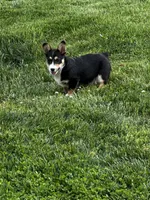 AKC Presley, a male Pembroke Welsh Corgi for sale in Mayslick, KY – 3 of 8