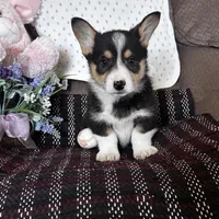 AKC Presley, a male Pembroke Welsh Corgi for sale in Mayslick, KY – Photo 2 of 10