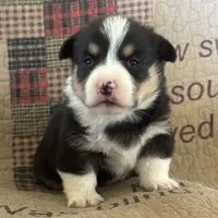 AKC Presley, a male Pembroke Welsh Corgi for sale in Mayslick, KY – Photo 7 of 10