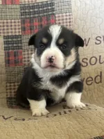 AKC Presley, a male Pembroke Welsh Corgi for sale in Mayslick, KY – Photo 1 of 5