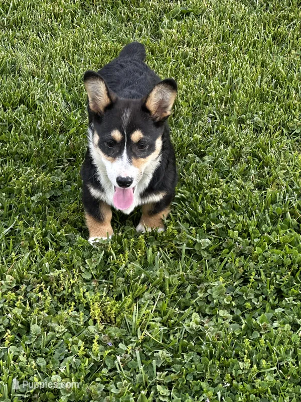 AKC Presley – Pembroke Welsh Corgi puppy for sale in Mayslick, KY