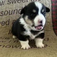 AKC Presley, a male Pembroke Welsh Corgi for sale in Mayslick, KY – Photo 10 of 10