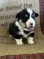 AKC Presley, a male Pembroke Welsh Corgi for sale in Mayslick, KY – Photo 4 of 5