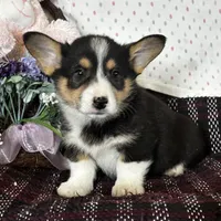 AKC Presley, a male Pembroke Welsh Corgi for sale in Mayslick, KY – Photo 3 of 10