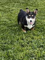 AKC Presley, a male Pembroke Welsh Corgi for sale in Mayslick, KY – 2 of 8