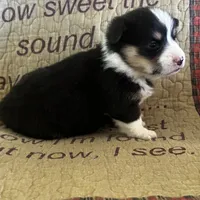 AKC Presley, a male Pembroke Welsh Corgi for sale in Mayslick, KY – Photo 9 of 10