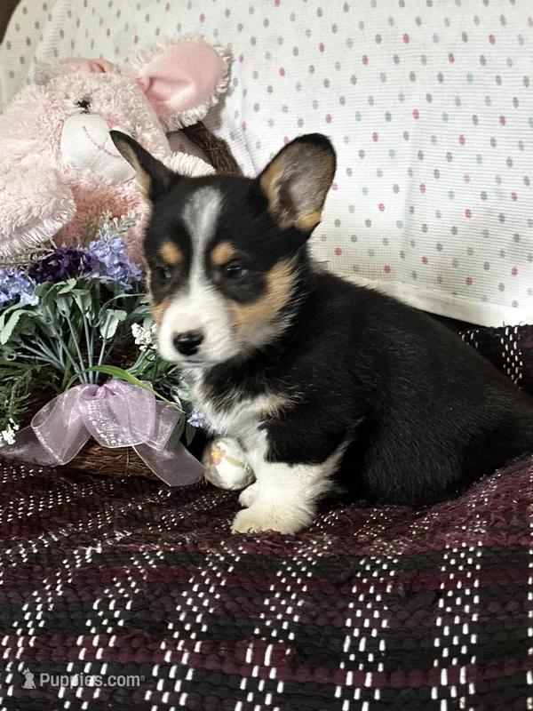 AKC Presley – Pembroke Welsh Corgi puppy for sale in Mayslick, KY