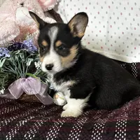 AKC Presley, a male Pembroke Welsh Corgi for sale in Mayslick, KY – Photo 1 of 10