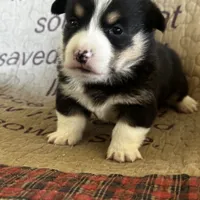 AKC Presley, a male Pembroke Welsh Corgi for sale in Mayslick, KY – Photo 8 of 10