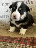 AKC Presley, a male Pembroke Welsh Corgi for sale in Mayslick, KY – Photo 2 of 5