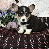 AKC Presley, a male Pembroke Welsh Corgi for sale in Mayslick, KY – Photo 4 of 10