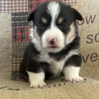 AKC Presley, a male Pembroke Welsh Corgi for sale in Mayslick, KY – Photo 6 of 10