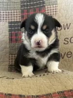 AKC Presley, a male Pembroke Welsh Corgi for sale in Mayslick, KY – Photo 5 of 5