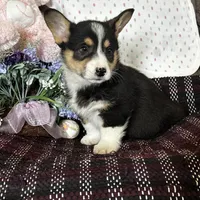 AKC Presley, a male Pembroke Welsh Corgi for sale in Mayslick, KY – Photo 5 of 10