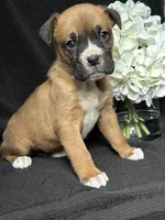 Bella, a female Boxer for sale in Mayslick, KY – Photo 8 of 8