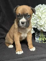 Bella, a female Boxer for sale in Mayslick, KY – Photo 2 of 8