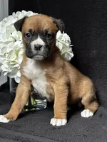 Bella, a female Boxer for sale in Mayslick, KY – Photo 5 of 8