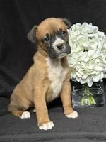 Bella, a female Boxer for sale in Mayslick, KY – Photo 6 of 8
