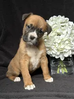 Bella, a female Boxer for sale in Mayslick, KY – Photo 7 of 8