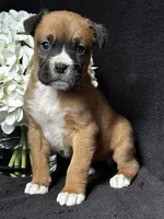 Bella, a female Boxer for sale in Mayslick, KY – Photo 4 of 8