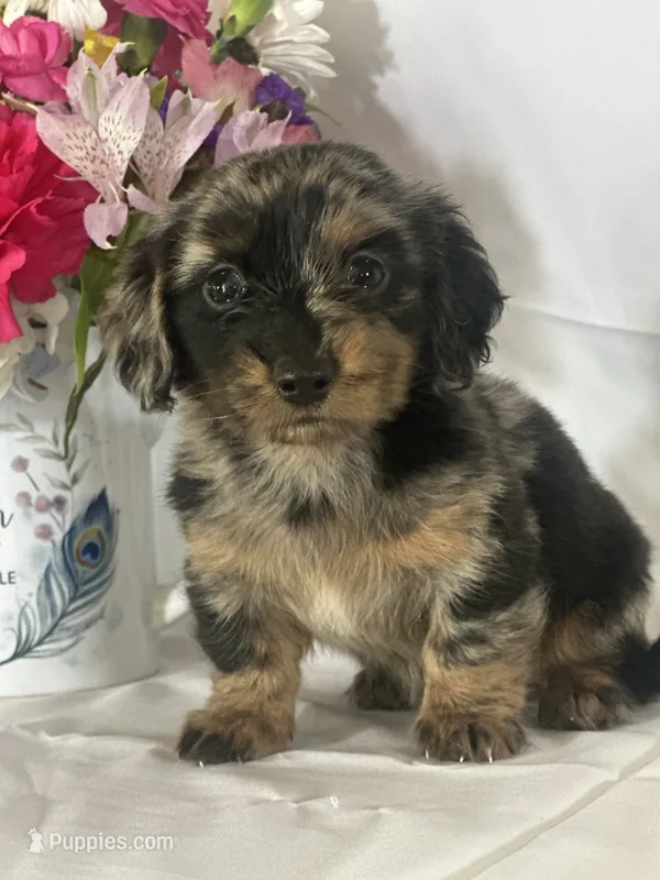 Delilah (longhaired) – Miniature Dachshund puppy on hold in Mayslick, KY