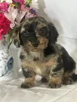 Delilah (longhaired), a female Miniature Dachshund for sale in Mayslick, KY – 1 of 7