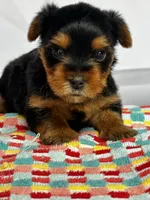 Yvonne, a female Yorkshire Terrier for sale in Mayslick, KY – Photo 5 of 9