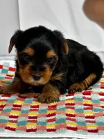 Yvonne, a female Yorkshire Terrier for sale in Mayslick, KY – Photo 3 of 9